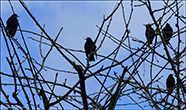 Starar (Sturnus vulgaris faroeensis )