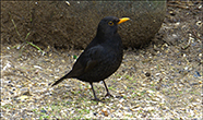 Kvørkveggja (Turdus merula)