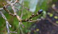 Loðpílur (Salix lanata) L. 