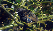 Stari (Sturnus vulgaris faroeensis)