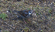 Gráspurvur (Passer domesticus)