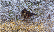 Óðinshani / Turdus iliacus coburni