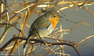 Bringureyði (Erithacus rubecula)