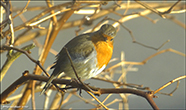 Bringureyi (Erithacus rubecula)