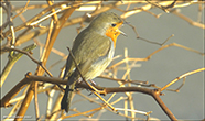 Bringureyði / Erithacus rubecula