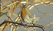 Bringureyi / Erithacus rubecula