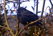 Stari / Sturnus vulgaris faroeensis 