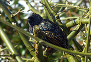 Stari / Sturnus vulgaris faroeensis 