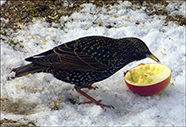 Stari / Sturnus vulgaris faroeensis 