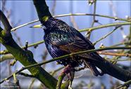 Stari / Sturnus vulgaris faroeensis 