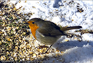 Bringureyði / Erithacus rubecula