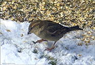 Gráspurvur / Passer domesticus