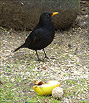 Kvørkveggjusteggi / Turdus merula ♂  