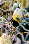 Bombus lucorum