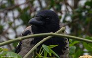 Kráka (Corvus corone cornix) L