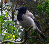 Krka (Corvus corone cornix) L