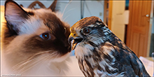 Ragdoll & Stuffed Falco columbarius 