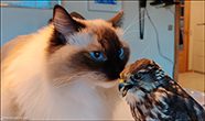 Ragdoll & Stuffed Falco columbarius 