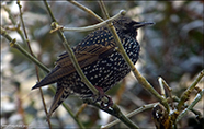 Sturnus vulgaris faroeensis