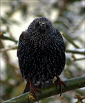 Sturnus vulgaris faroeensis