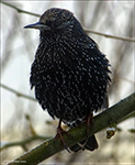 Sturnus vulgaris faroeensis