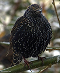 Sturnus vulgaris faroeensis