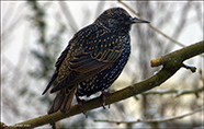 Sturnus vulgaris faroeensis