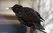 Sturnus vulgaris faroeensis