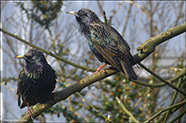 Stari / Sturnus vulgaris faroeensis 