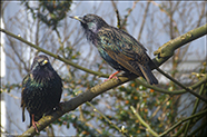 Stari / Sturnus vulgaris faroeensis 