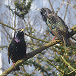 Stari / Sturnus vulgaris faroeensis 