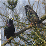 Stari / Sturnus vulgaris faroeensis 