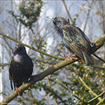 Stari / Sturnus vulgaris faroeensis 