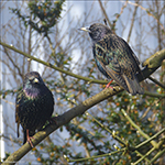 Stari / Sturnus vulgaris faroeensis 