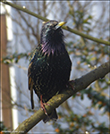 Stari / Sturnus vulgaris faroeensis 