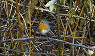 Bringureyi / Erithacus rubecula