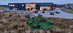 Gunnera tinctoria