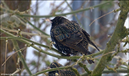 Stari (Sturnus vulgaris faroeensis)