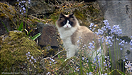 Ragdoll, Trshavn 17.06.2023