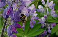 Alaskalupin / Lupinus nookatensis