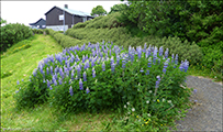 Alaskalupin / Lupinus nookatensis