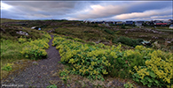 Garaskran (Alchemilla mollis) er um alla Havnina