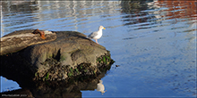 Fiskimási (Larus argentatus). Tórshavn 30.09.2023