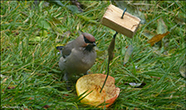 Reystapi/ Bombycilla garrulus