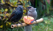 StariSturnus vulgaris faroeensis & ReystapiBombycilla garrulus