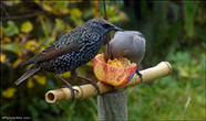 StariSturnus vulgaris faroeensis & ReystapiBombycilla garrulus