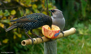 StariSturnus vulgaris faroeensis & ReystapiBombycilla garrulus