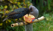 StariSturnus vulgaris faroeensis & ReystapiBombycilla garrulus