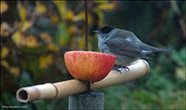 Munkur(Sylvia atricapilla)