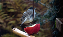 Munkur(Sylvia atricapilla)